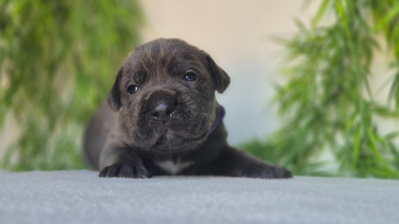 Du Désir Austral - Chiots disponibles - Cane Corso