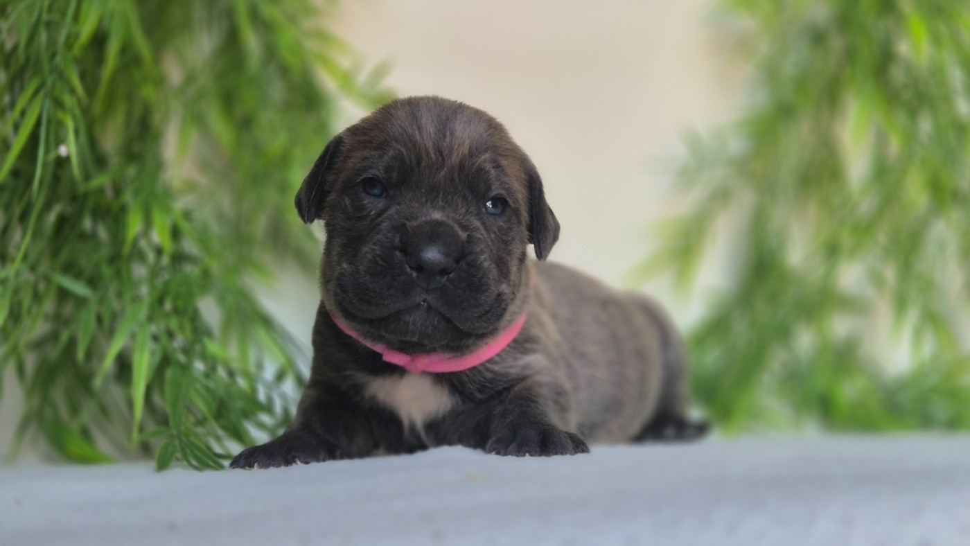 Du Désir Austral - Chiots disponibles - Cane Corso
