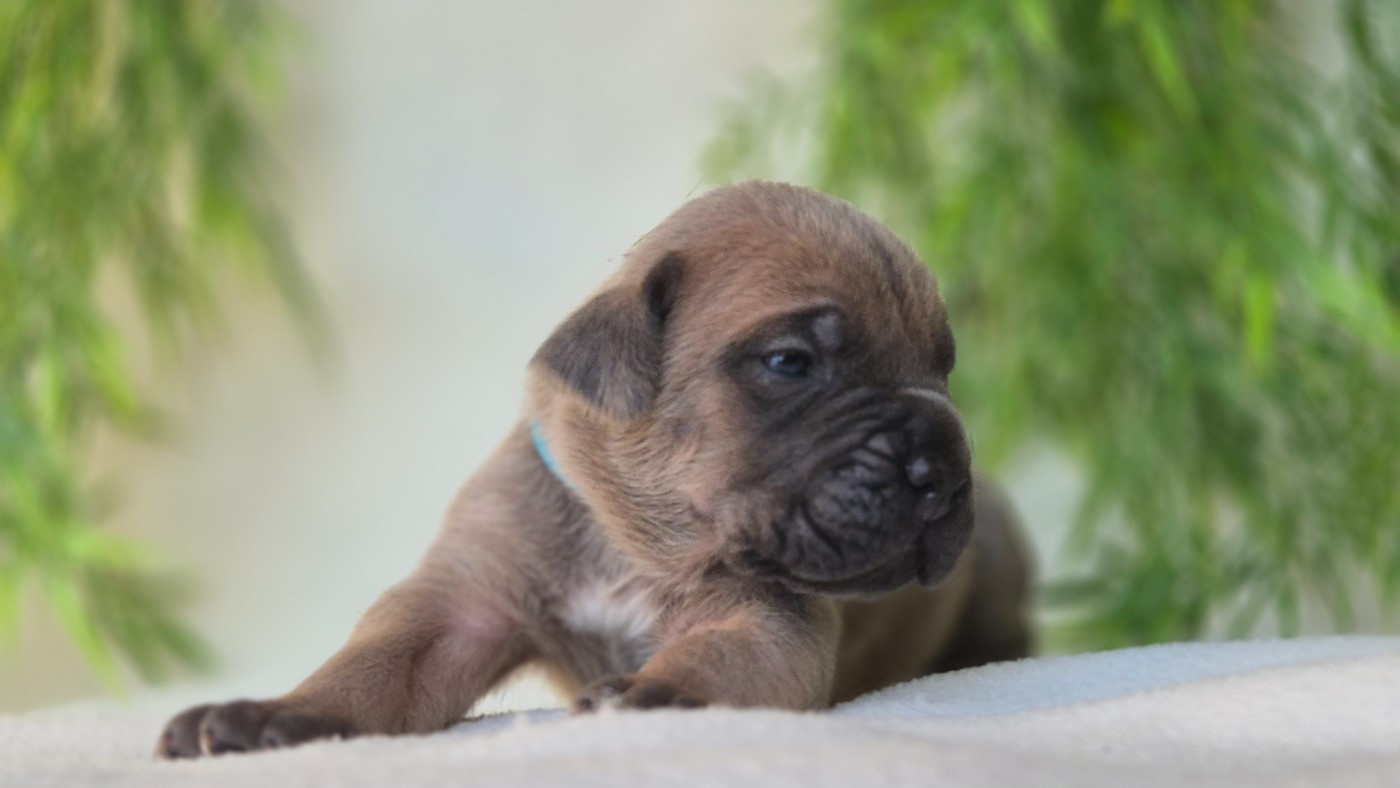 Du Désir Austral - Chiots disponibles - Cane Corso