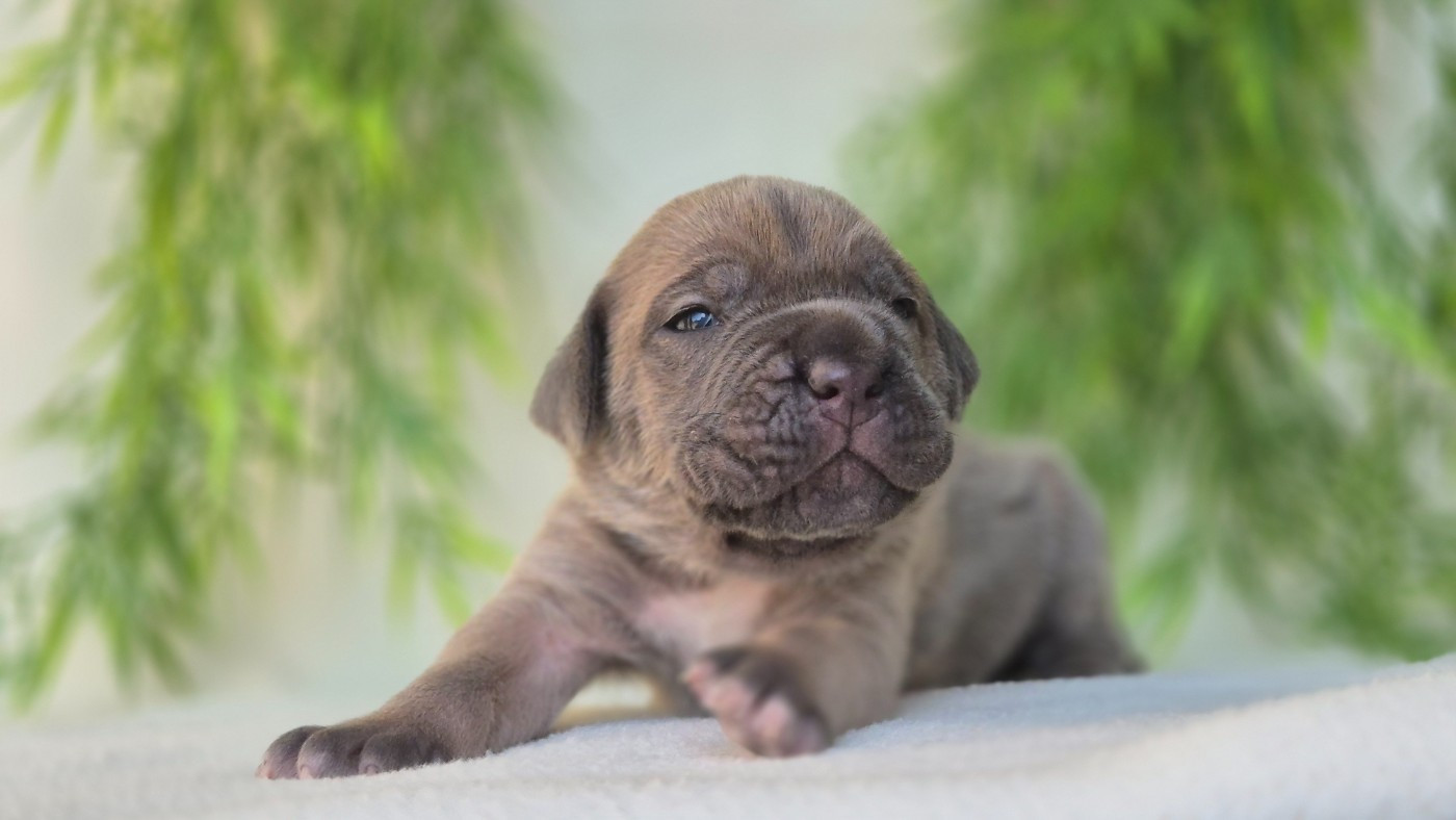 Du Désir Austral - Chiots disponibles - Cane Corso
