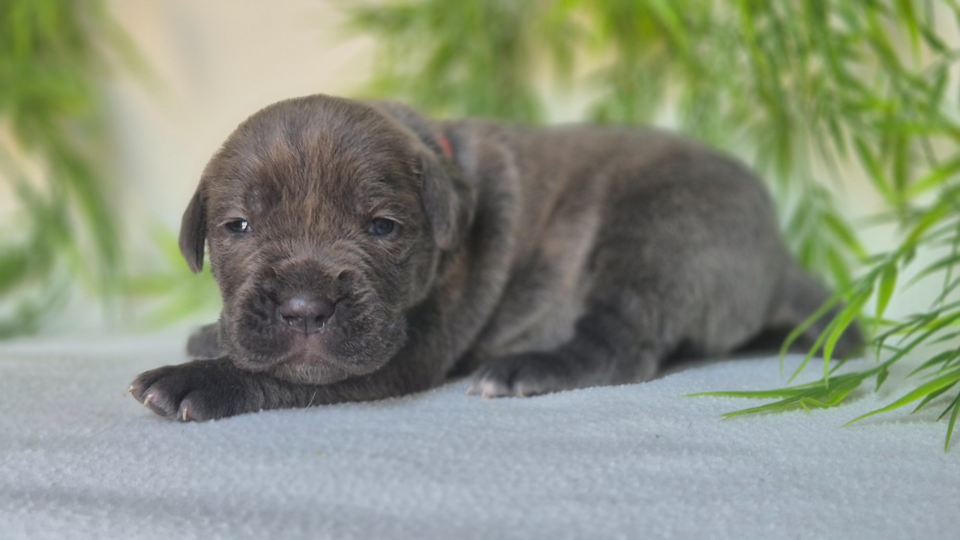 Du Désir Austral - Chiots disponibles - Cane Corso