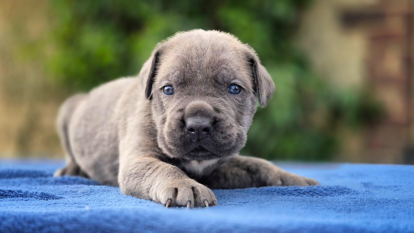 Du Désir Austral - Chiots disponibles - Cane Corso