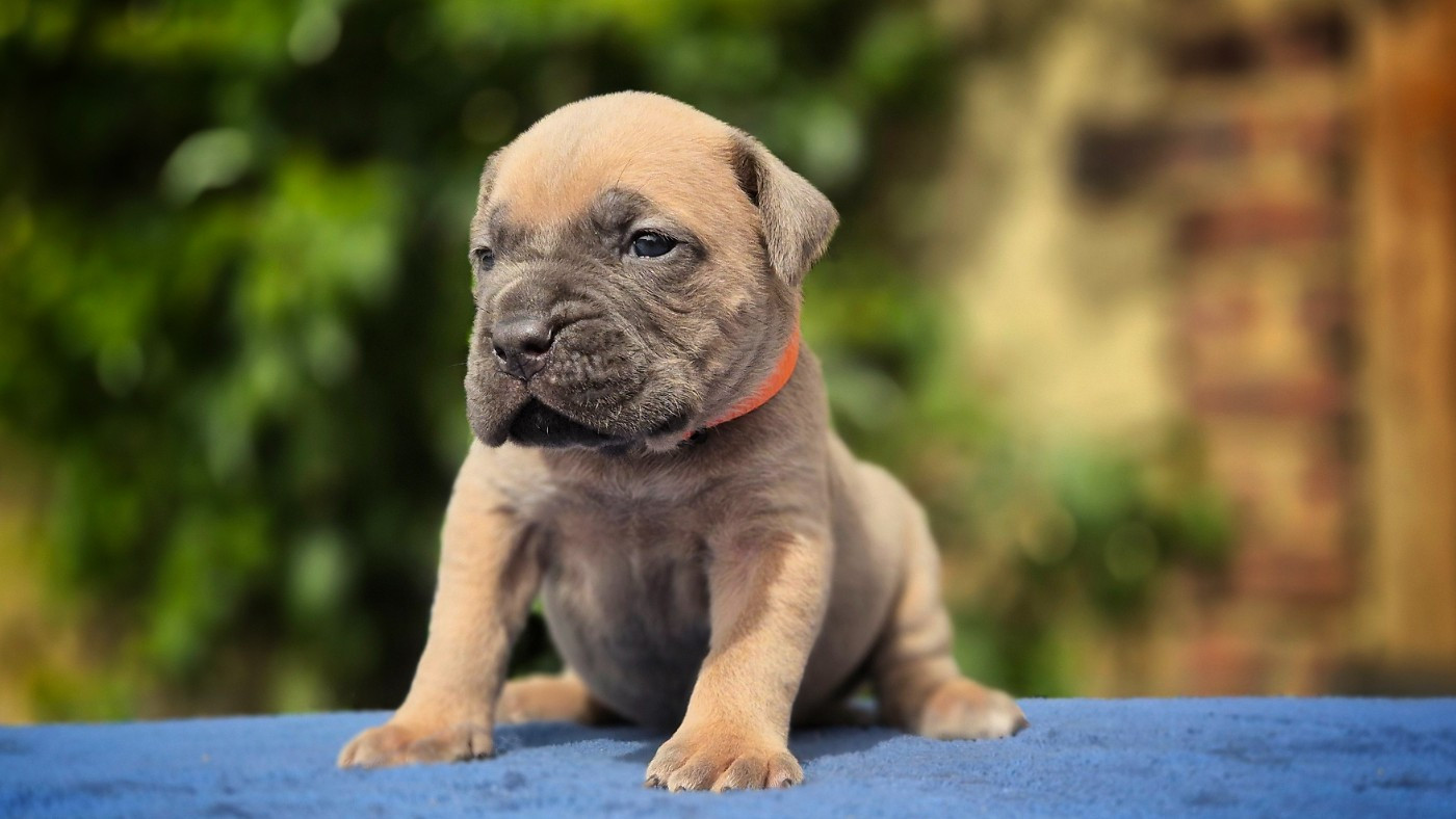 Du Désir Austral - Chiots disponibles - Cane Corso