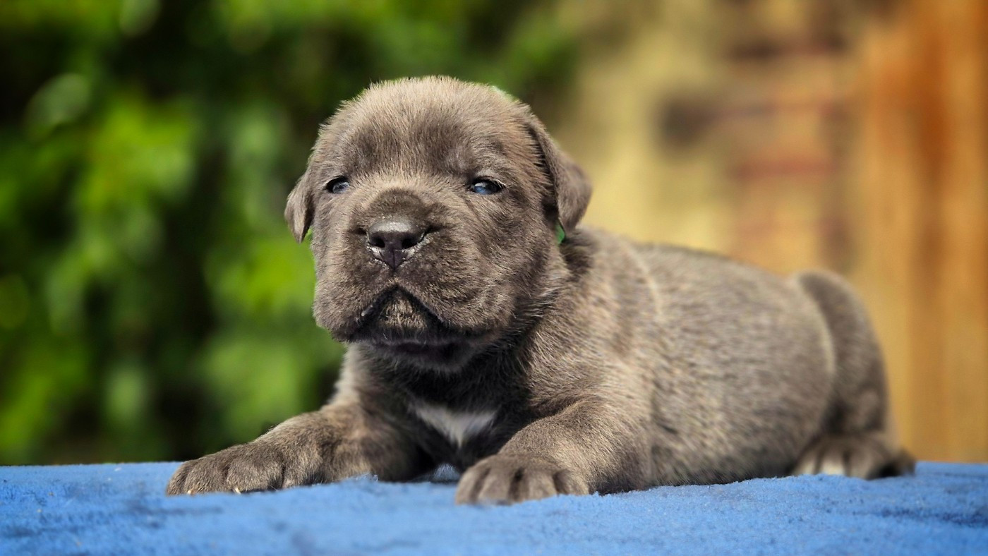 Du Désir Austral - Chiots disponibles - Cane Corso