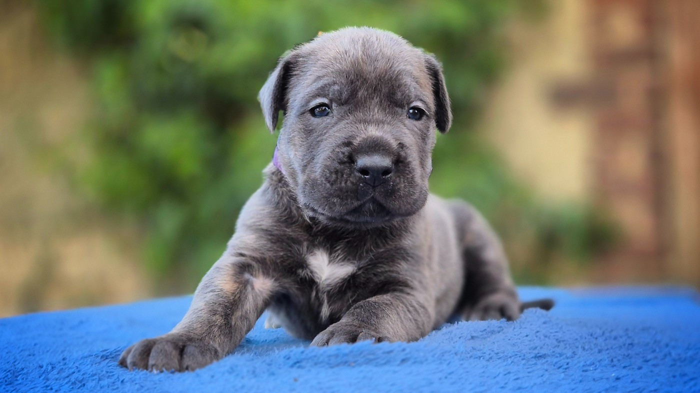 Du Désir Austral - Chiots disponibles - Cane Corso