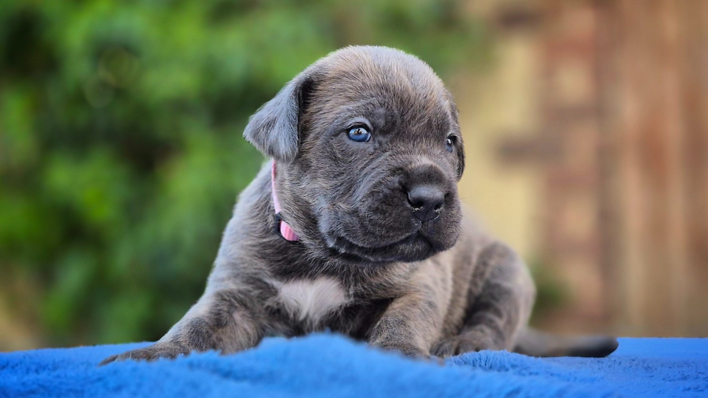 Du Désir Austral - Chiots disponibles - Cane Corso