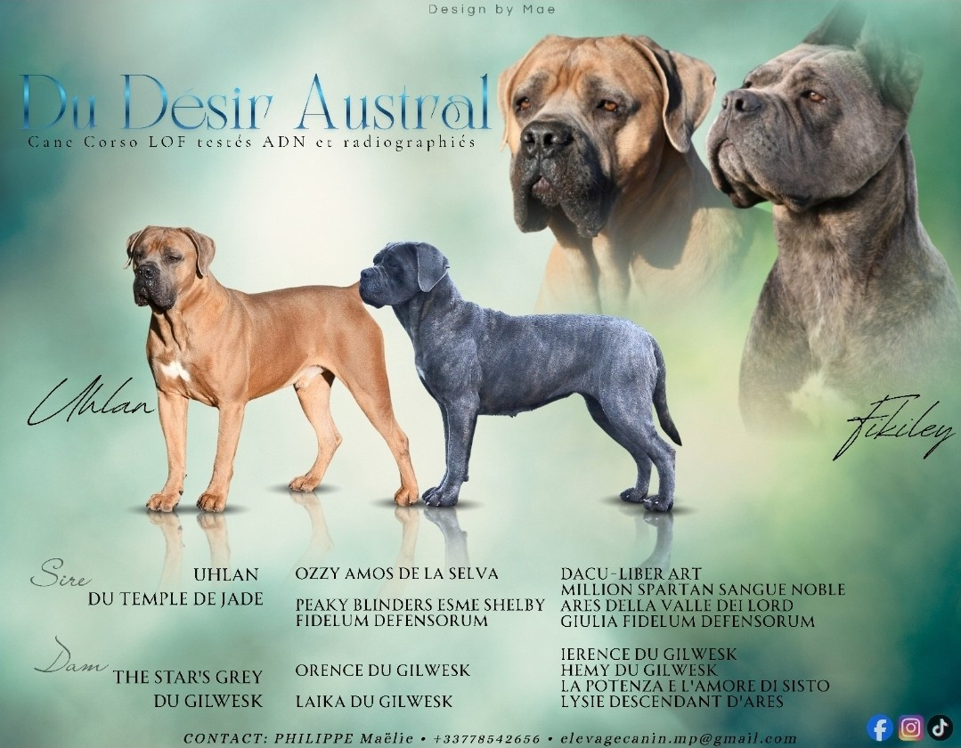 Chiot Cane Corso Du Désir Austral