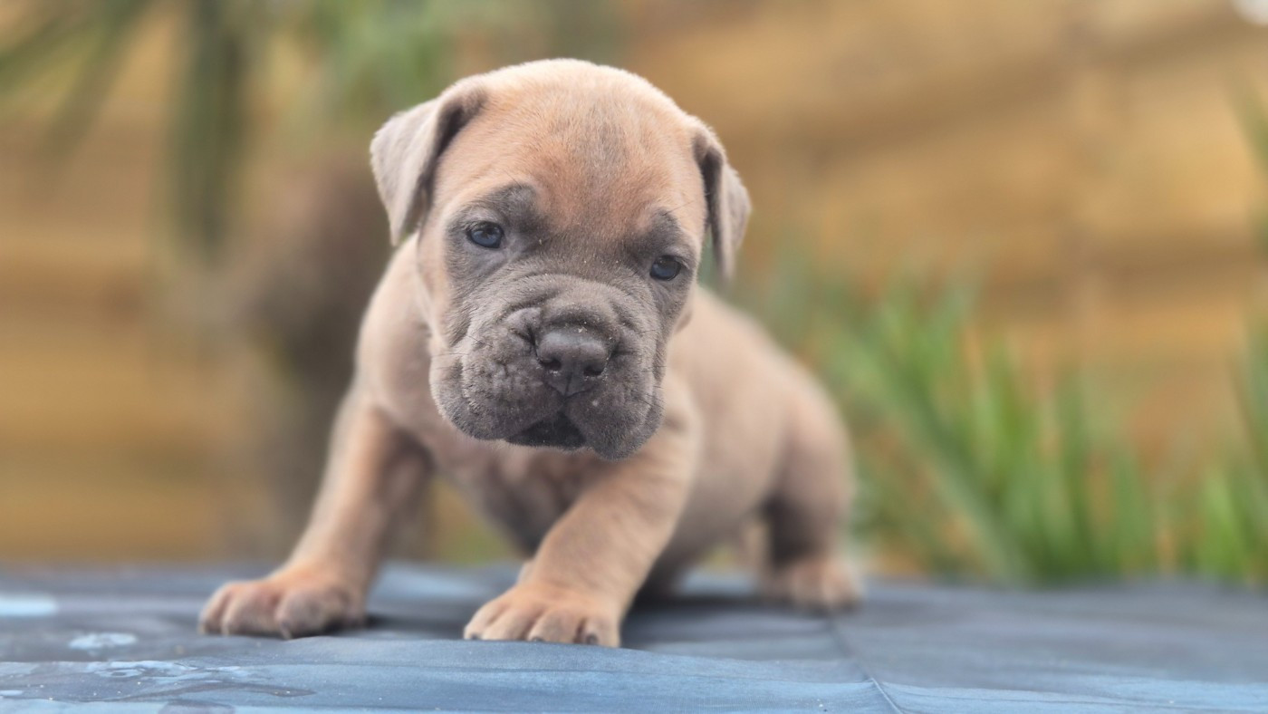 Du Désir Austral - Chiots disponibles - Cane Corso