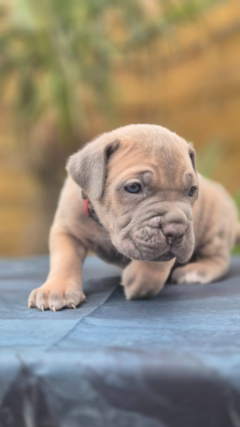 Du Désir Austral - Chiots disponibles - Cane Corso