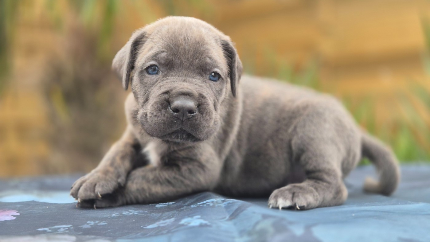 Du Désir Austral - Chiots disponibles - Cane Corso