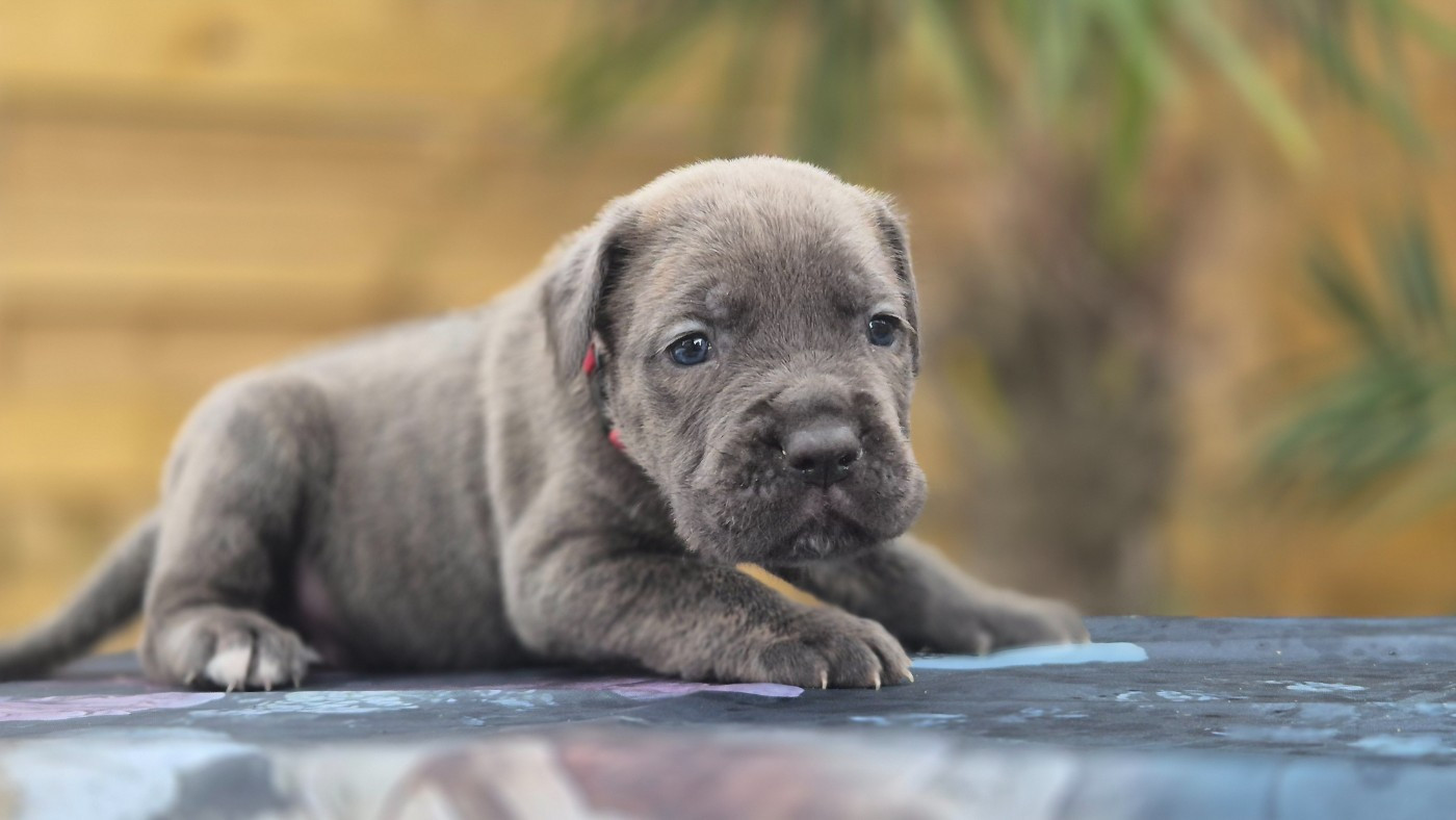 Du Désir Austral - Chiots disponibles - Cane Corso