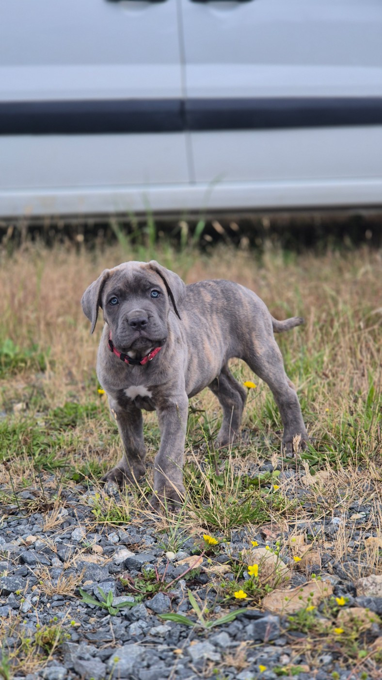 Du Désir Austral - Chiots disponibles - Cane Corso
