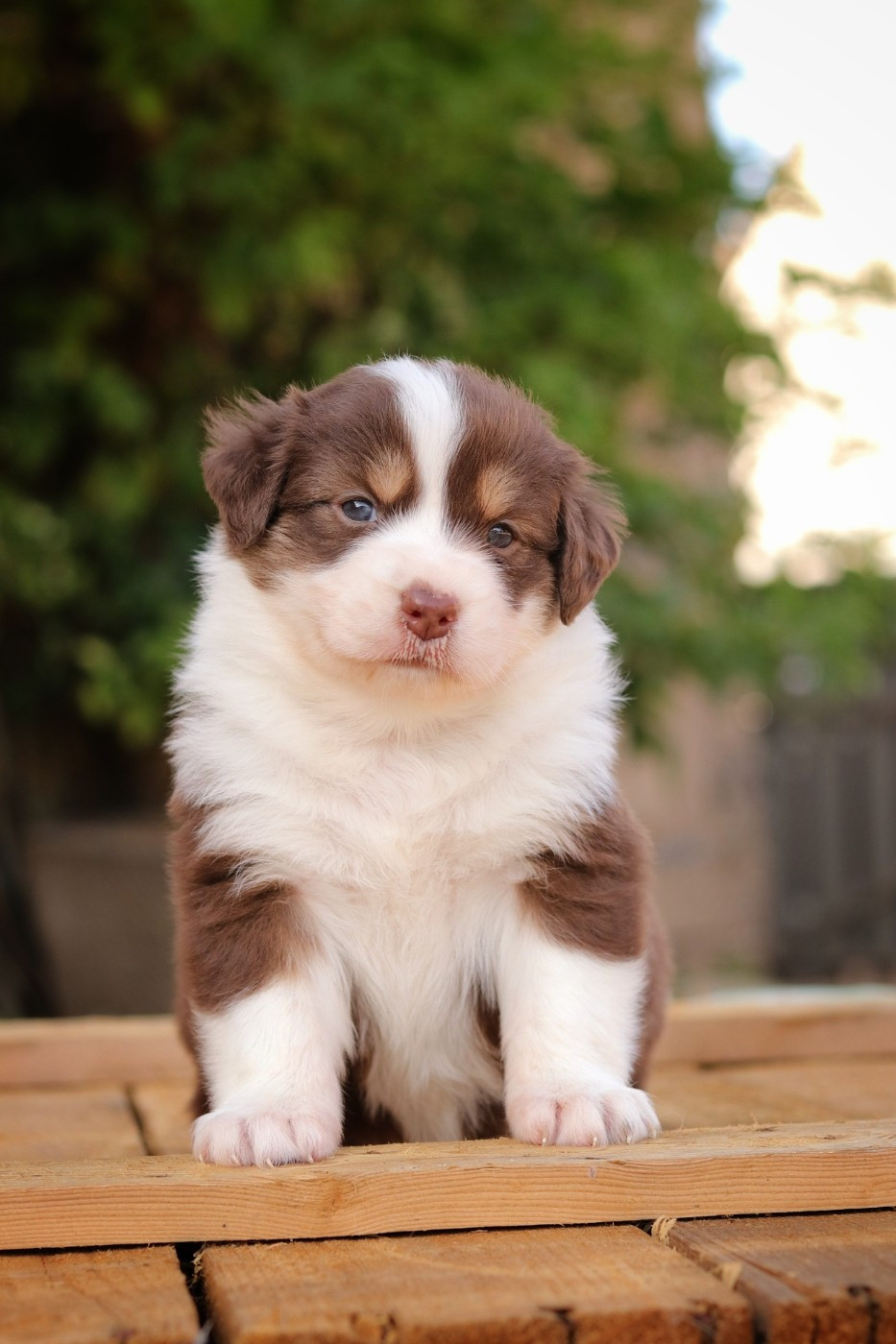 Du Désir Austral - Chiots disponibles - Berger Australien