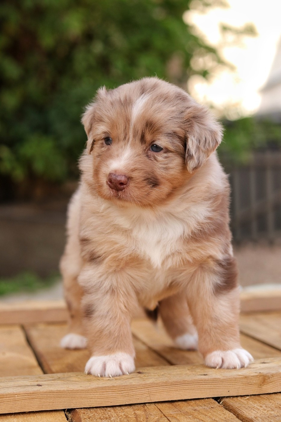 Du Désir Austral - Chiots disponibles - Berger Australien