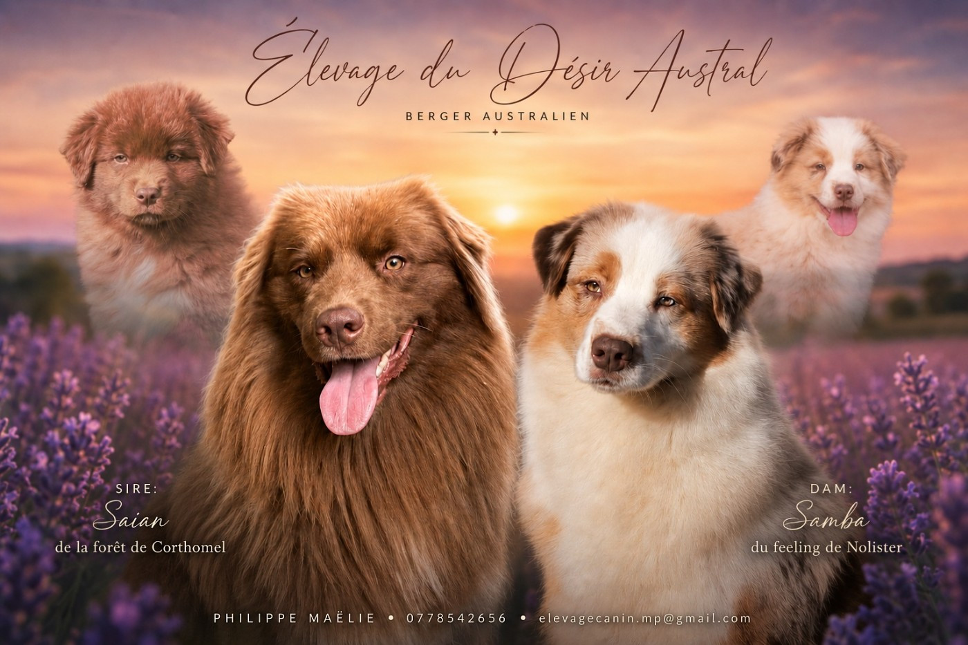 Chiot Berger Australien Du Désir Austral
