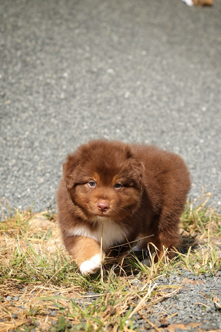 Du Désir Austral - Chiots disponibles - Berger Australien