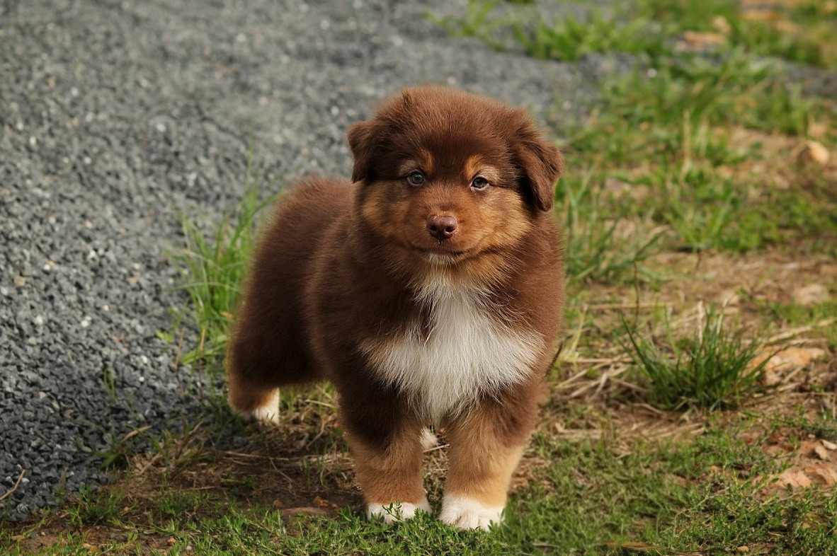 Du Désir Austral - Chiots disponibles - Berger Australien