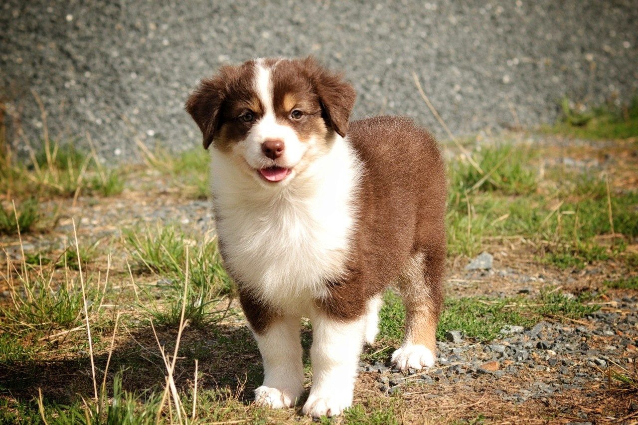 Du Désir Austral - Chiots disponibles - Berger Australien