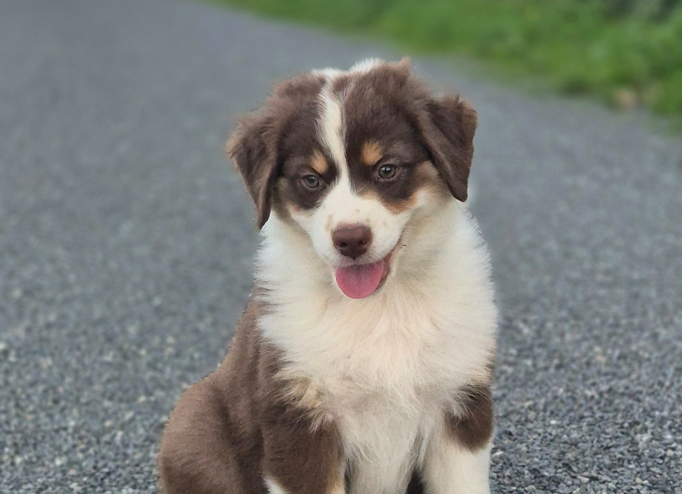 Du Désir Austral - Chiots disponibles - Berger Australien