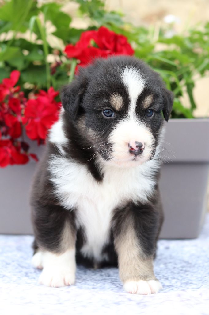 Du Désir Austral - Chiots disponibles - Berger Australien