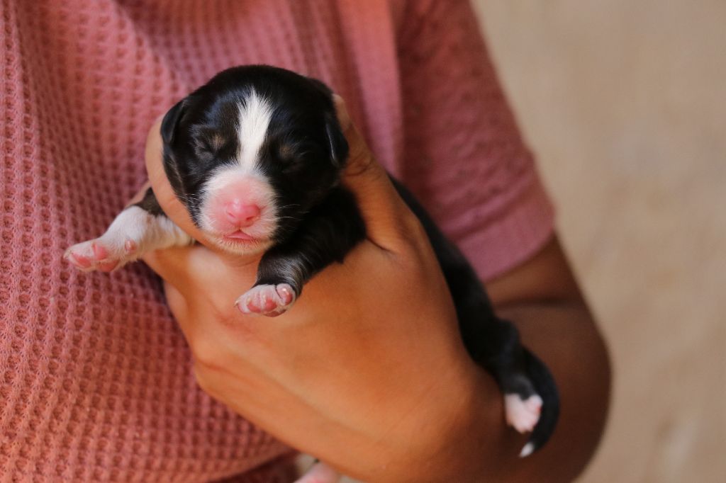Du Désir Austral - Chiots disponibles - Berger Australien
