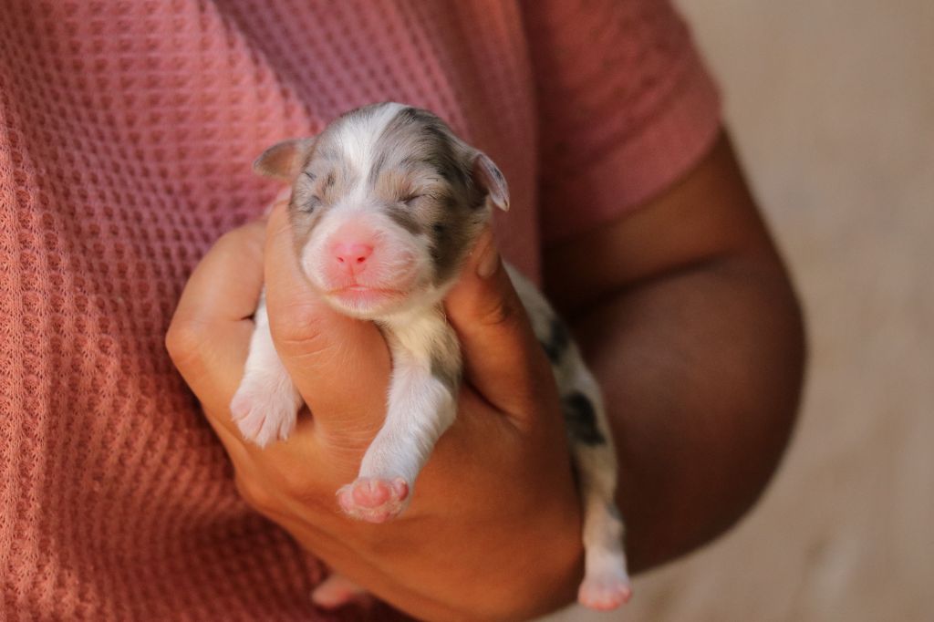 Du Désir Austral - Chiots disponibles - Berger Australien