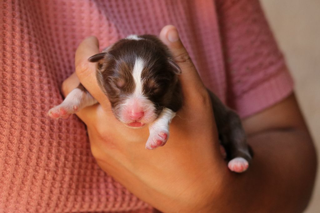 Du Désir Austral - Chiots disponibles - Berger Australien