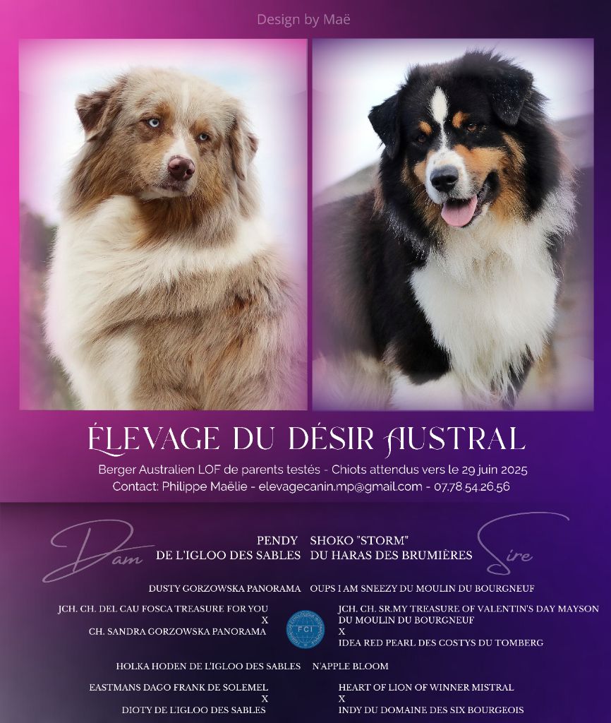Du Désir Austral - Berger Australien - Portée née le 02/07/2025
