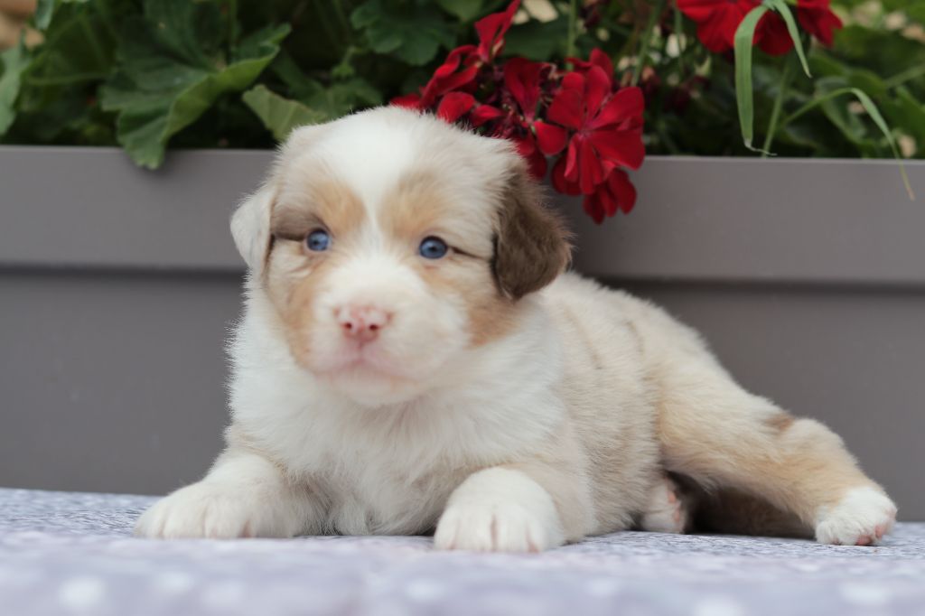 Du Désir Austral - Chiots disponibles - Berger Australien