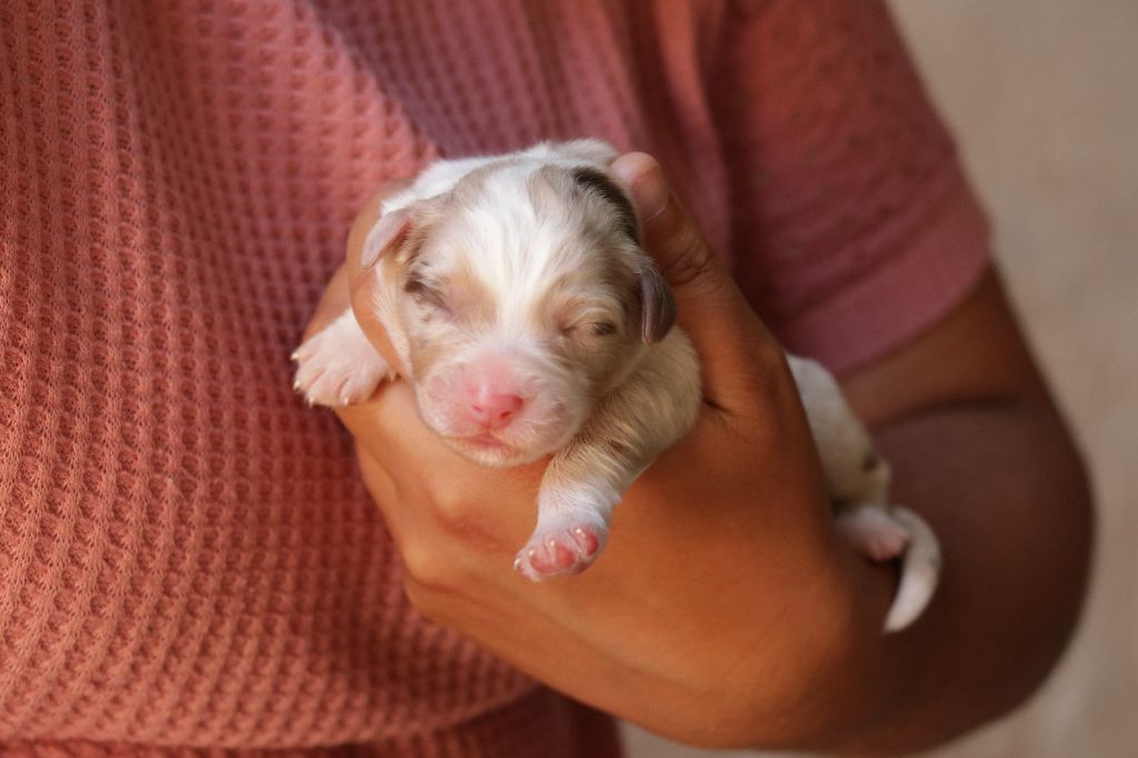 Du Désir Austral - Chiots disponibles - Berger Australien