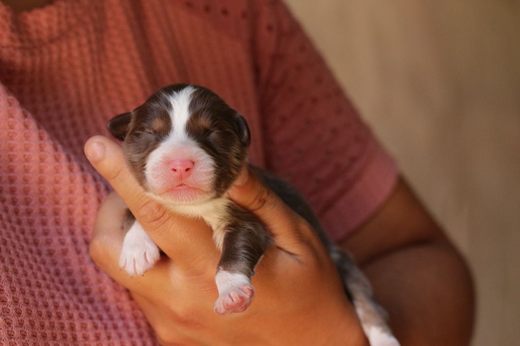 Du Désir Austral - Chiots disponibles - Berger Australien