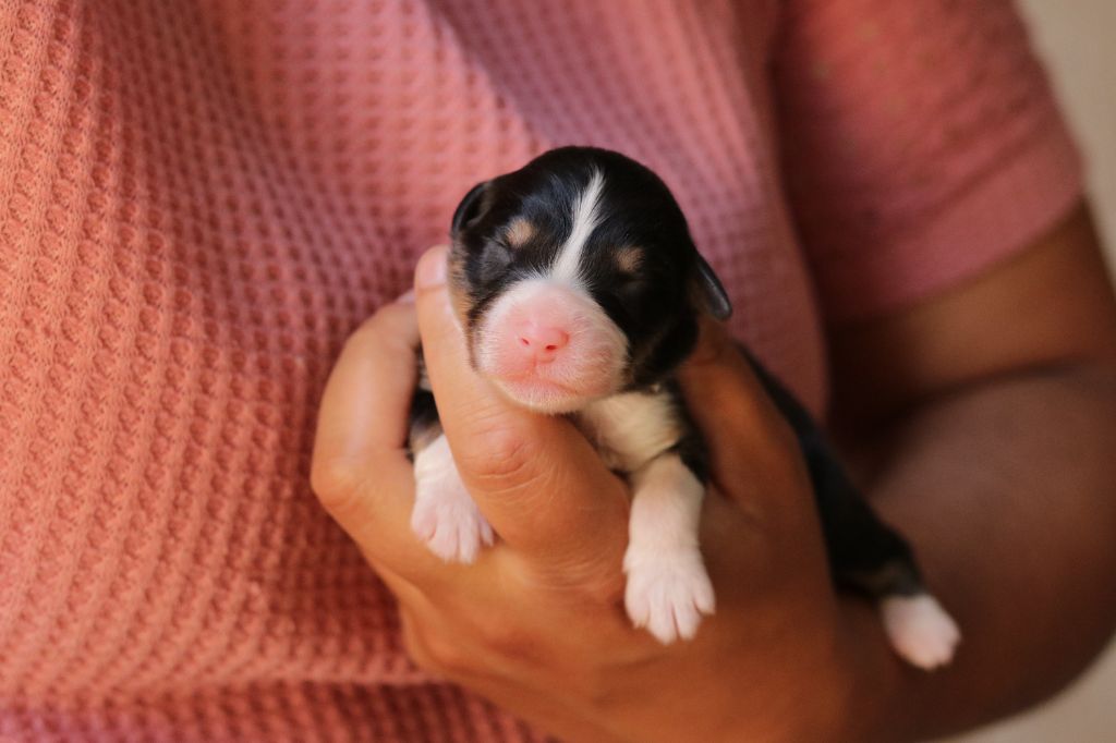 Du Désir Austral - Chiots disponibles - Berger Australien