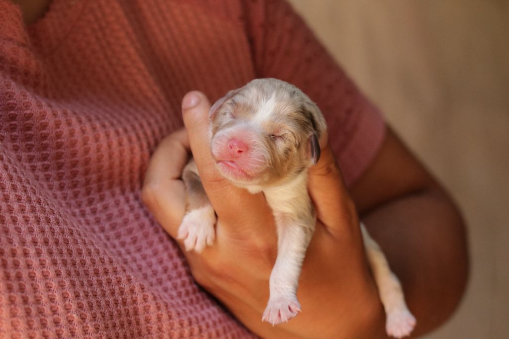 Du Désir Austral - Chiots disponibles - Berger Australien