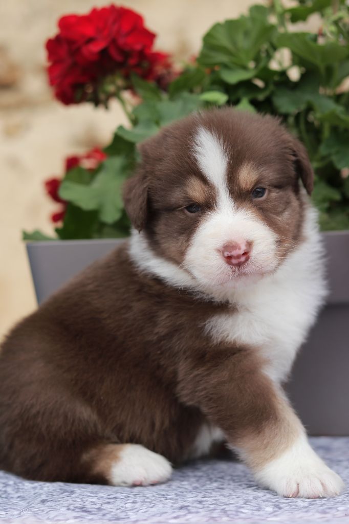 Du Désir Austral - Chiots disponibles - Berger Australien