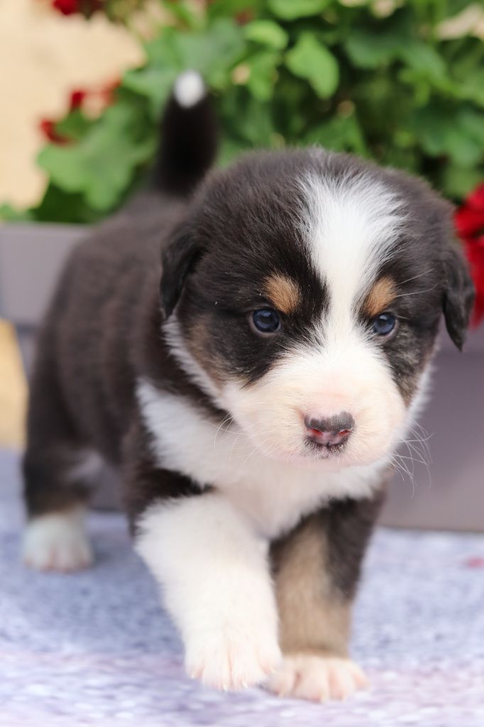 Du Désir Austral - Chiots disponibles - Berger Australien