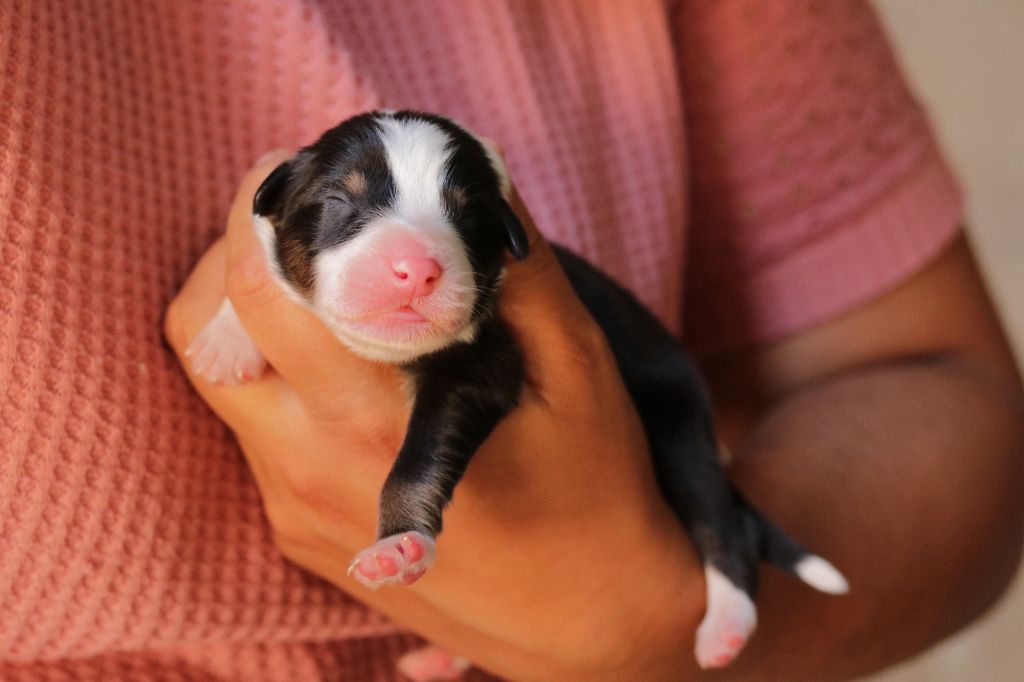 Du Désir Austral - Chiots disponibles - Berger Australien