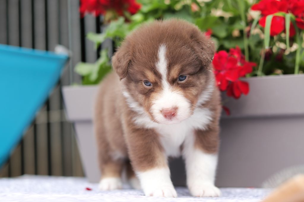 Du Désir Austral - Chiots disponibles - Berger Australien
